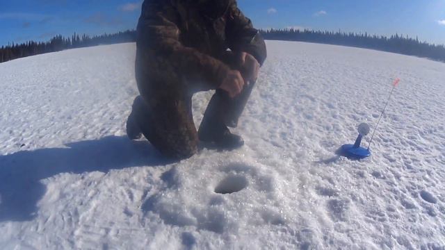 Крупные щуки на жерлицы. смотреть онлайн