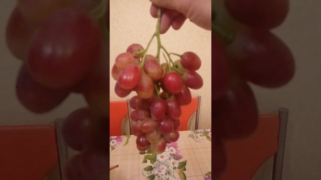 Виноград без проблем. Результат длинной обрезки. 23 сентября.