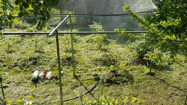 Полив голубики по листу. ТопСад! смотреть онлайн