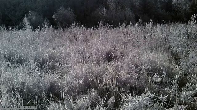 Кабаны на подкормочной площадке смотреть онлайн