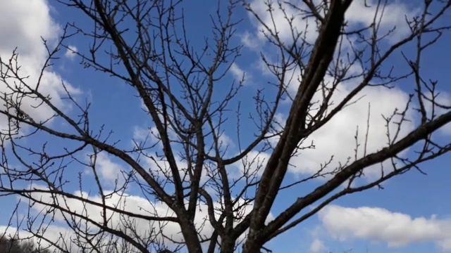 Плодовые деревья/Цветочные почки/Как распознать/Ускорить как плодоношение новых саженцев./20.04.18г смотреть онлайн