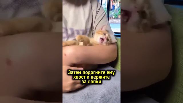 Мужчина показал инструкцию как успокоить кота - чтобы он уснул. смотреть онлайн