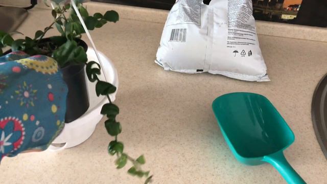 23 марта 2021 г. Прогулка по парку. Сажаем эсхинантус. смотреть онлайн