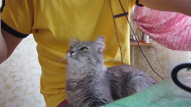 кошка есть семки смотреть онлайн