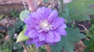 Клематис махровый Кири Те Канава