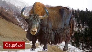 Полярные животные | Животные для детей |  Учим название и звуки Полярных Животных