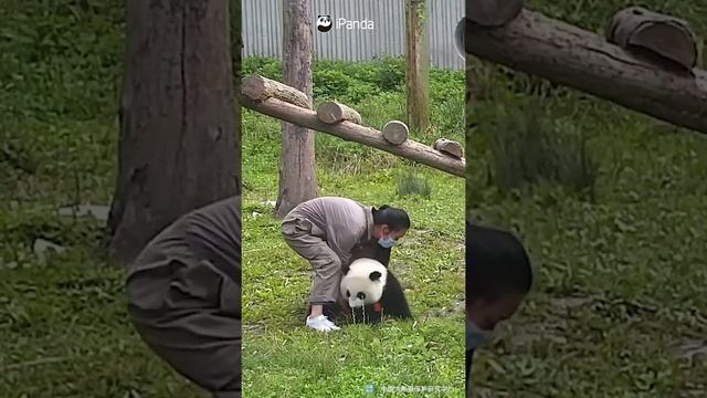 Baby Panda Draws Nanny's Attention | iPanda #shorts смотреть онлайн