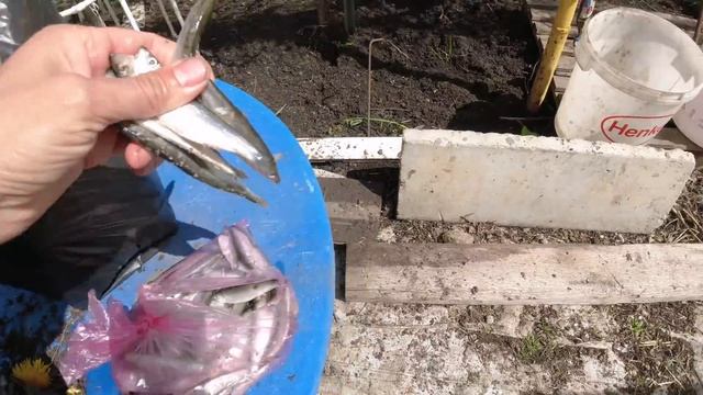 Кабанчики требуют кушать!!!! смотреть онлайн