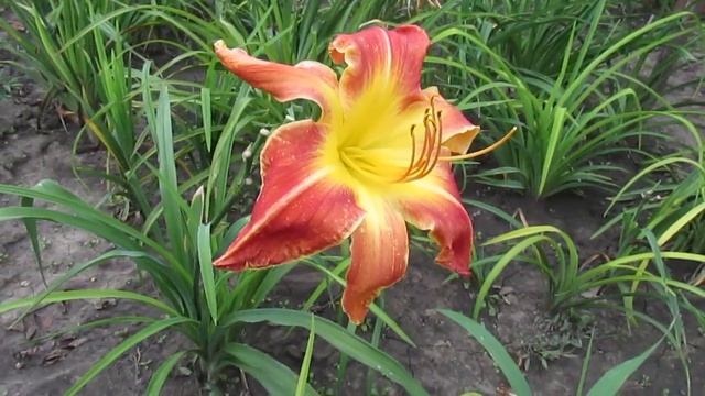 Ред Скелетонс. Red Skeletons, лилейник спайдер смотреть онлайн