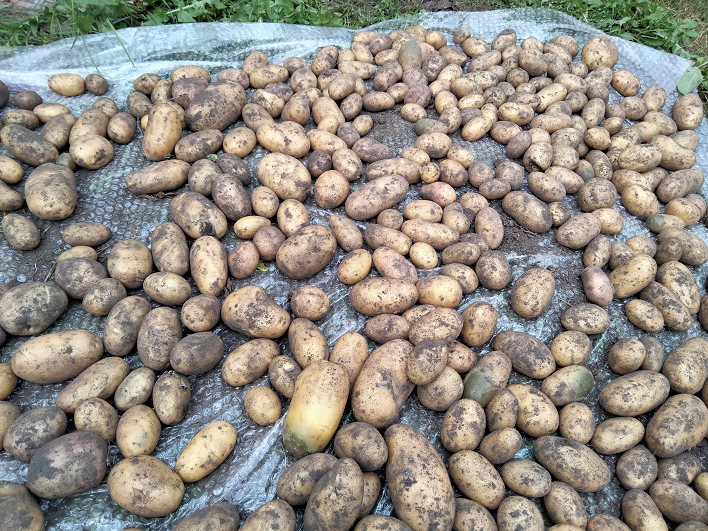 Картофель «Королева Анна». И засуха ему нипочем смотреть онлайн