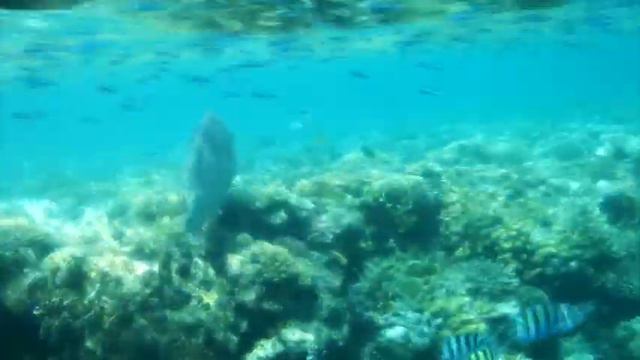 snorkeling at the reef oasis blue bay resort in egypt, sharm el sheikh смотреть онлайн