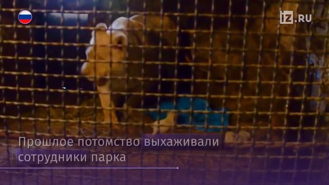 Редкие белые львята появились на свет в сафари-парке «Тайган» в Крыму смотреть онлайн