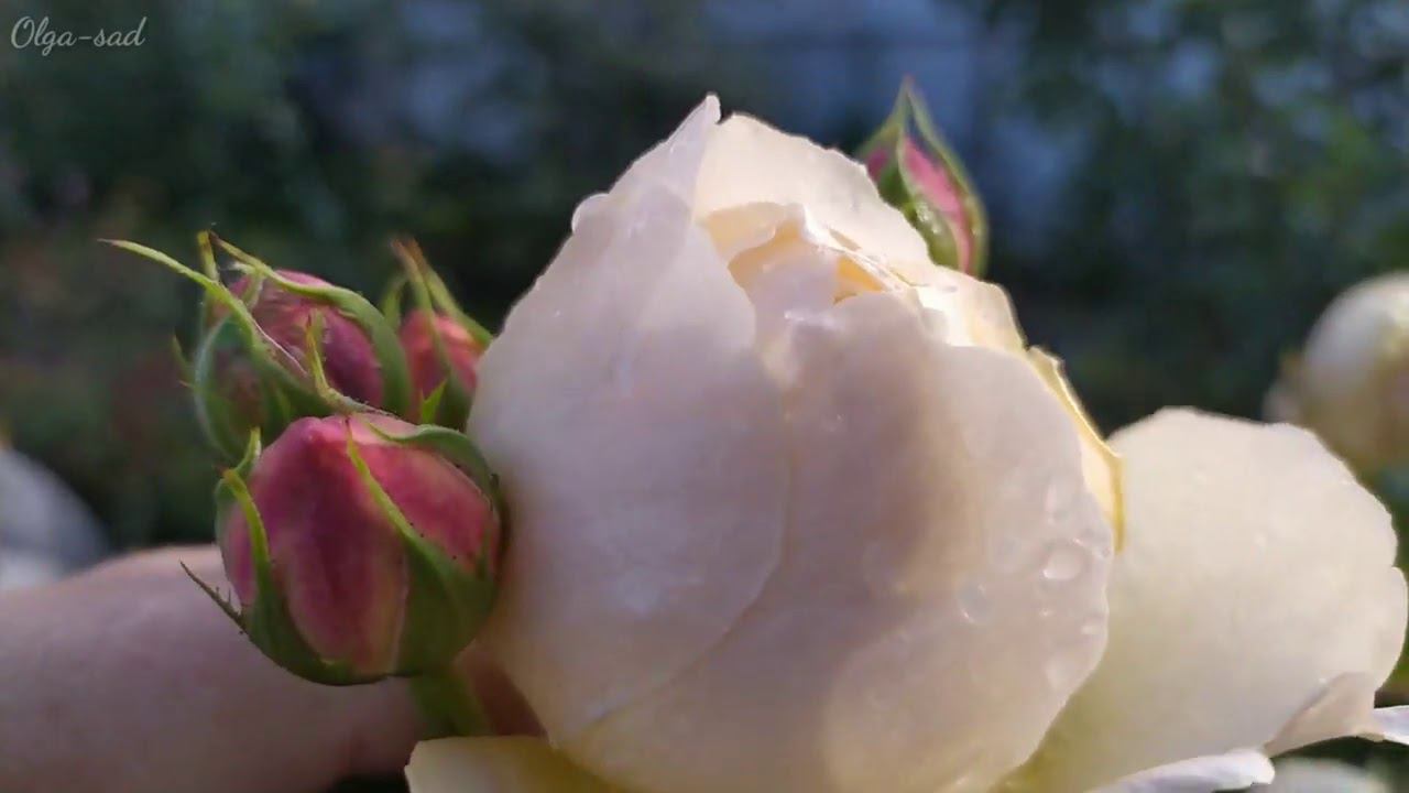 Английская роза Воллертон олд Холл смотреть онлайн