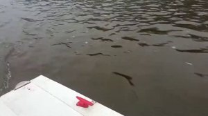 Катер Амур-М двигатель Мазда 626 b