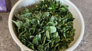 Размножение бересклета. Процесс черенкования.