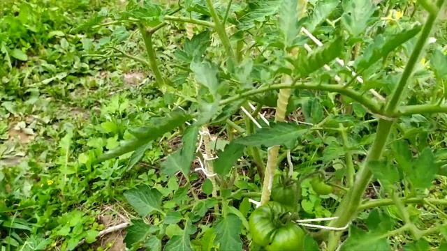 Перспективные сорта томатов. Изумрудное яблоко, суперклуша медная реки и несколько гномов. смотреть онлайн