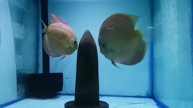 Face spotted Eruption Discus Fish Breeding Pair (S.A.DISCUS) Salman Aslam смотреть онлайн
