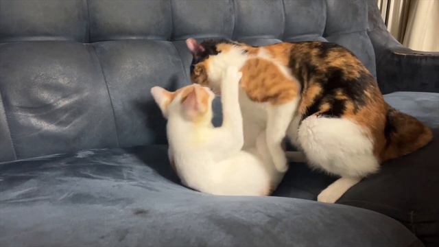 막내 안산은 누나 귀만 공격한다 смотреть онлайн