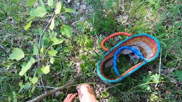 Грушанка круглолистная смотреть онлайн