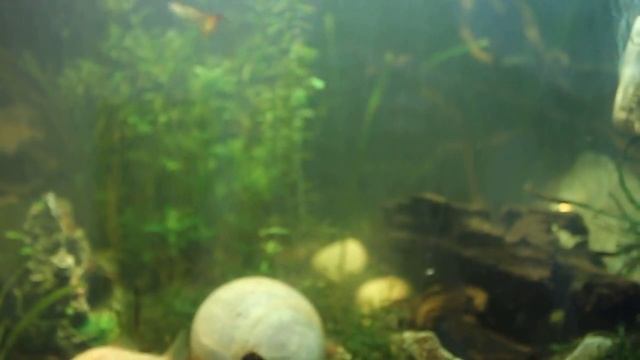 Sumo Loach, Ancistrus female, albino Cory, guppy and paradisfisk (macropodus opercularis) смотреть онлайн
