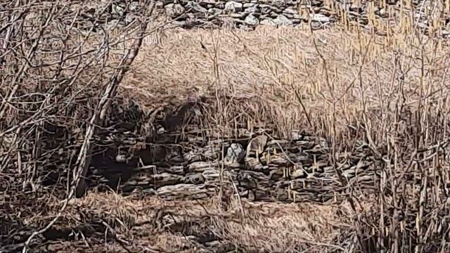 Дом- балалайка существует не только в регионе Венето но и на высоте 1200м в другой "реальности " смотреть онлайн