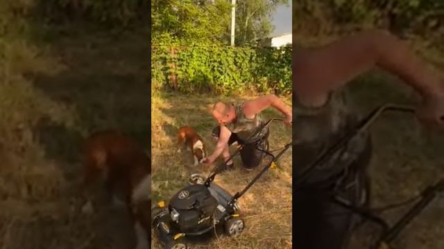 Как приучить щенка стаффа не бояться громких звуков смотреть онлайн