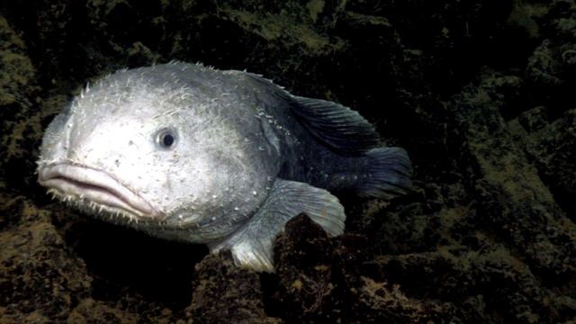 Очень странная рыба! Рыба капля. Кто это? смотреть онлайн