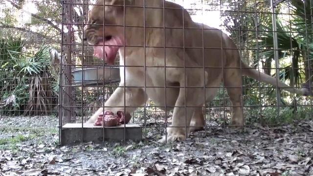 How to Feed 100 BIG CATS! смотреть онлайн