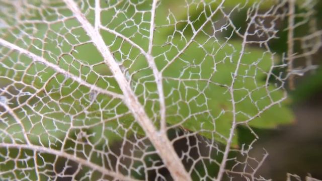 Скелетированный лист под макросъёмкой / Skeletonized leaf under macro смотреть онлайн