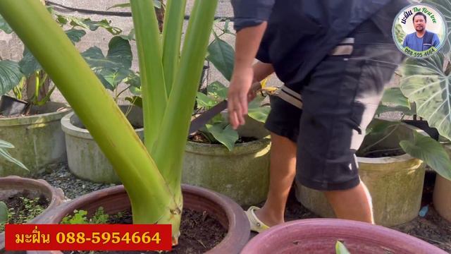 ยกยอด อโลคาเซียโปโตร่า&คาริโดลา วิธีนี้ลูกดกแน่นอน by มะฝิ่น смотреть онлайн