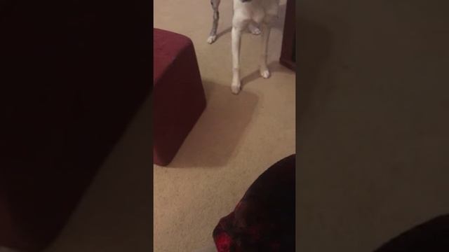 Собака романтик. Вечер у камина смотреть онлайн