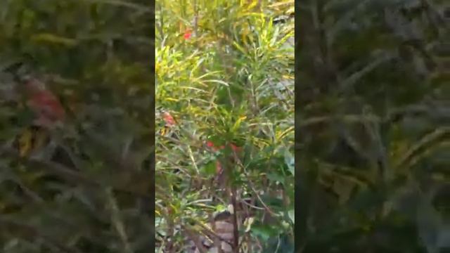 #Croton gold dust-thin leaves смотреть онлайн