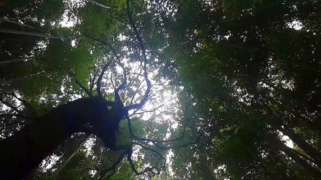 TOP 5 BEST Things To Do Kyoto Attractions, What To Do In Kyoto, Japan Cherry Blossoms Sakura 2017