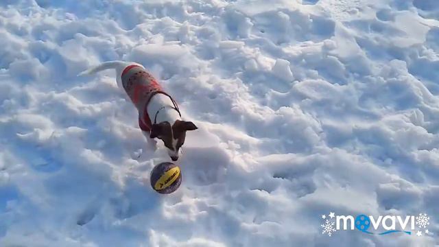 Зимние игры с Джеки. 17.01.2019 смотреть онлайн