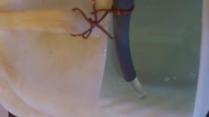 Промывка теплообменника газового котла