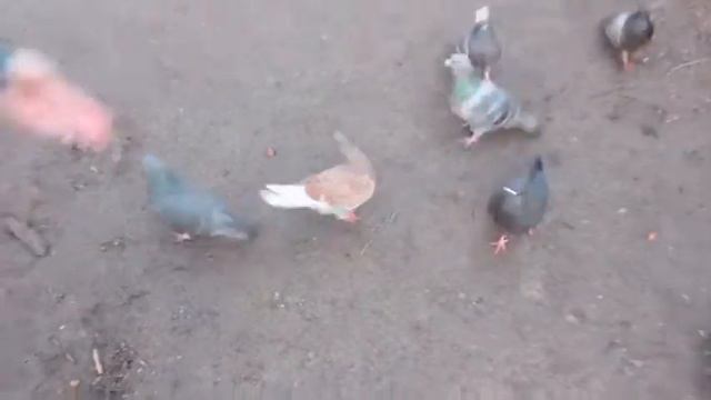 Белки, голуби и синицы в Крестовском (СПб, ЦПКиО) смотреть онлайн