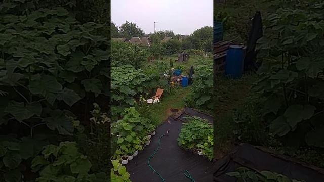 Павловния Томентоса и Шан Тонг. Опыты! 12.08.2021год. смотреть онлайн