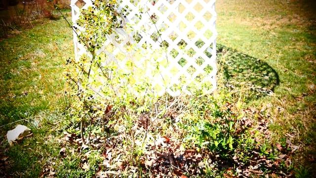 Розмарин и небольшой обзор сада. смотреть онлайн