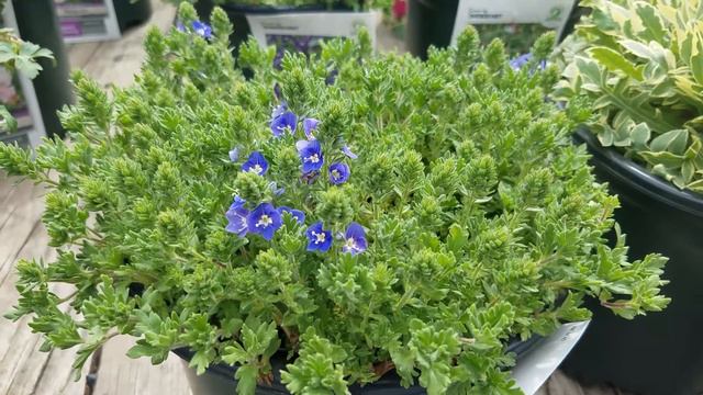 Veronica 'Tidal Pool' (Creeping Speedwell) // Ground Cover with Sparkling Blue Flowers смотреть онлайн
