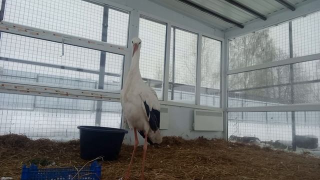 Зима в рязанском доме белого аиста смотреть онлайн