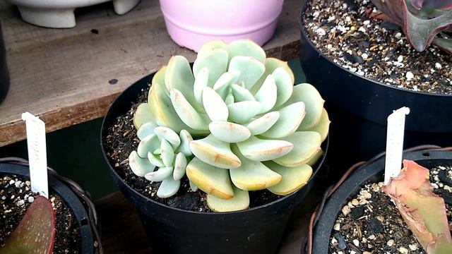 SUCULENTAS PEQUENAS COM IDENTIFICAÇÃO / SUCULENTAS DE PORTE PEQUENO E MÉDIO / Paraíso da Suculenta смотреть онлайн