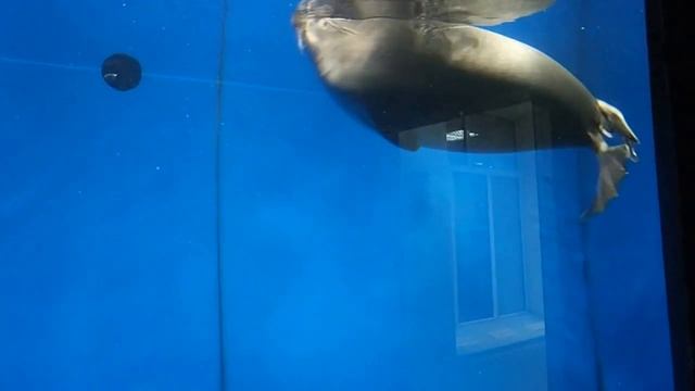 Байкальские нерпы в музее Листвянки смотреть онлайн