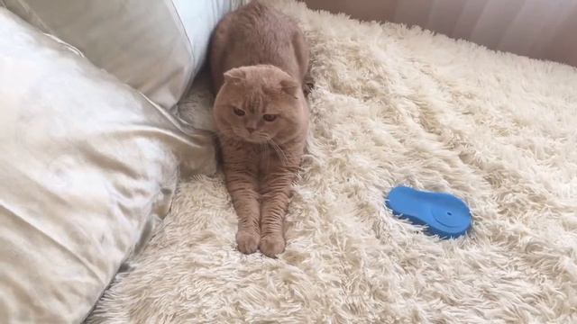 Рафаэль играет с Мордой . Rafael Plays With Morda.