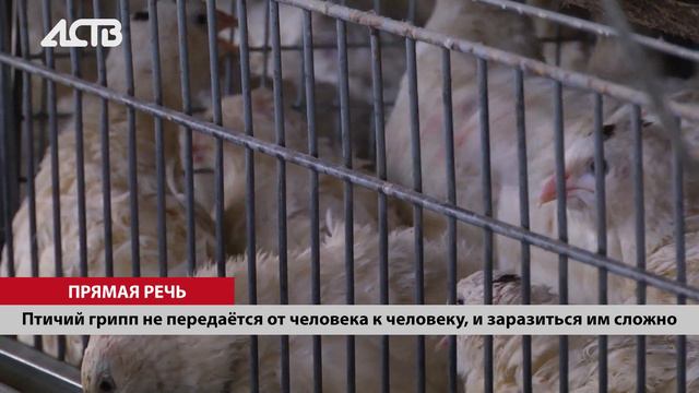 Можно ли заразиться птичьим гриппом от мяса курицы: отвечает специалист по особо опасным инфекциям смотреть онлайн