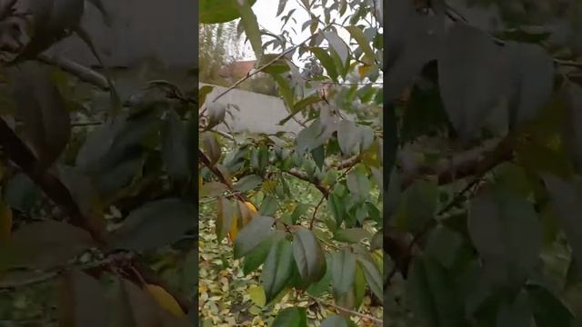 Обрезка вишни.#обрезкадеревьев #садогород #tagetes смотреть онлайн