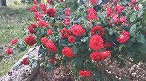 Роза Аут оф Розенхайм