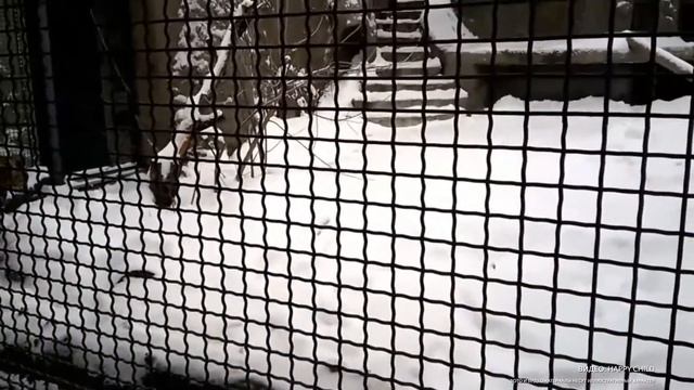 Главархив познакомит с историей Московского зоопарка смотреть онлайн