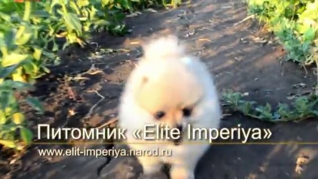 Померанский шпиц окраса крем.Cream color pomeranian смотреть онлайн