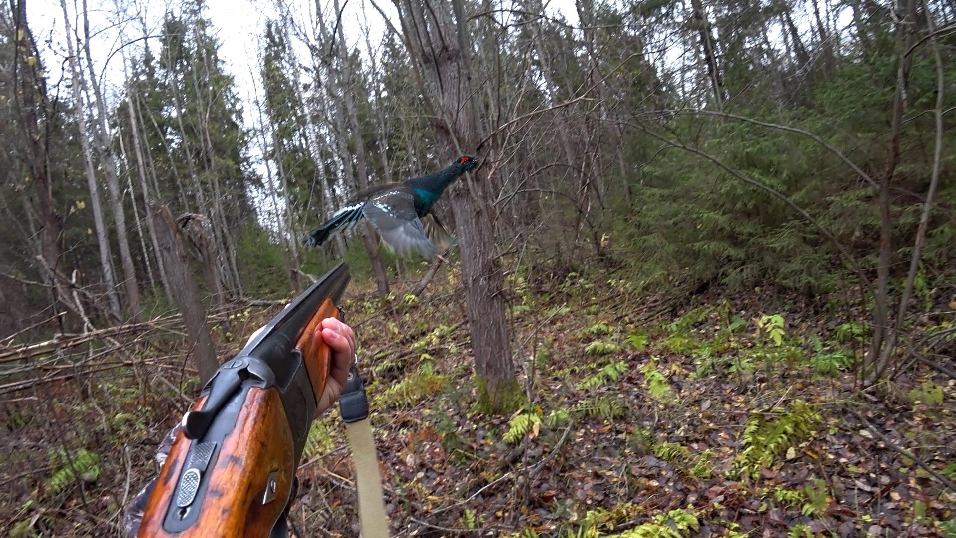 Охота осенью на глухаря с подхода. Чуть не из-под ног вылетел!! смотреть онлайн