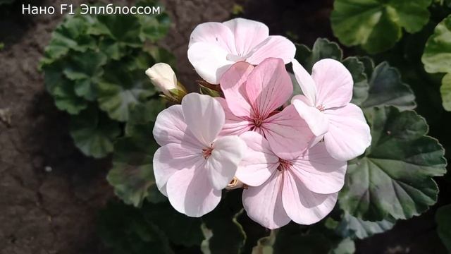 Пеларгония Нано F1 Эплблоссом, выращена из семян, отличное решение для новичка попробовать смотреть онлайн
